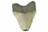 Bargain, Fossil Megalodon Tooth - Serrated Blade #272829-1